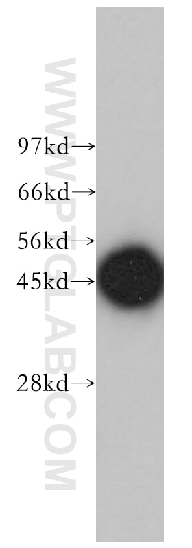 PSMD6 Polyclonal antibody