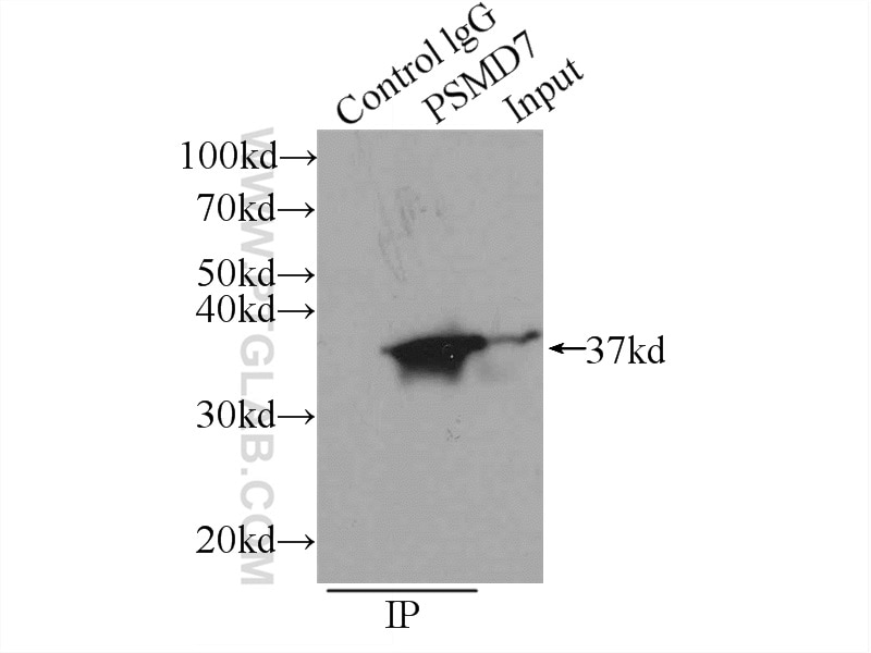 Immunoprecipitation (IP) experiment of K-562 cells using PSMD7 Polyclonal antibody (16034-1-AP)