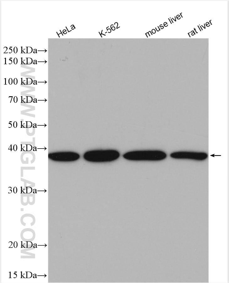 Western Blot (WB) analysis of various lysates using PSMD7 Polyclonal antibody (16034-1-AP)