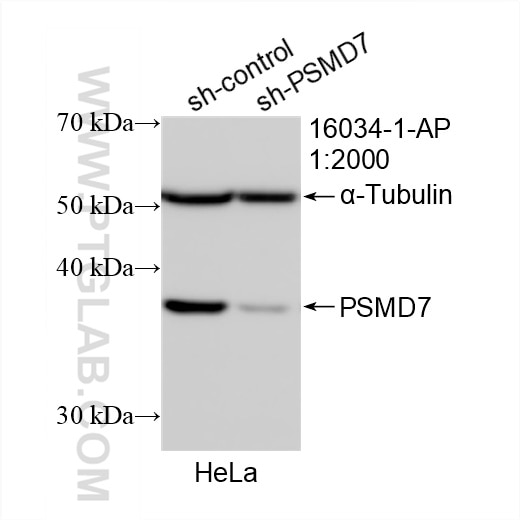 Western Blot (WB) analysis of HeLa cells using PSMD7 Polyclonal antibody (16034-1-AP)