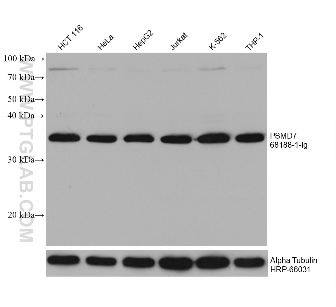 Western Blot (WB) analysis of various lysates using PSMD7 Monoclonal antibody (68188-1-Ig)