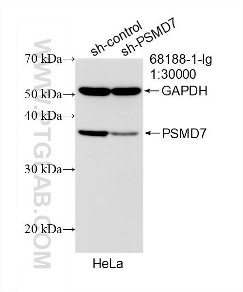 Western Blot (WB) analysis of HeLa cells using PSMD7 Monoclonal antibody (68188-1-Ig)