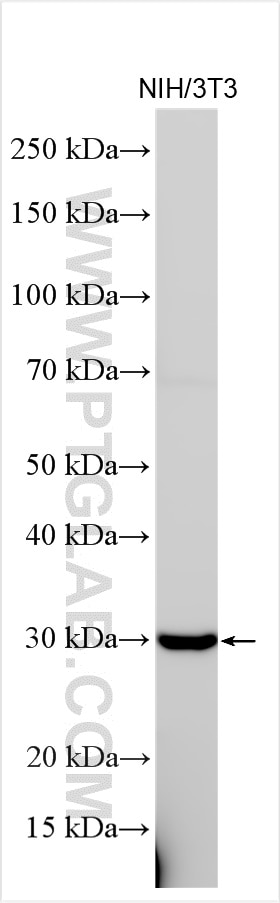 Western Blot (WB) analysis of various lysates using PSMD8 Polyclonal antibody (27504-1-AP)