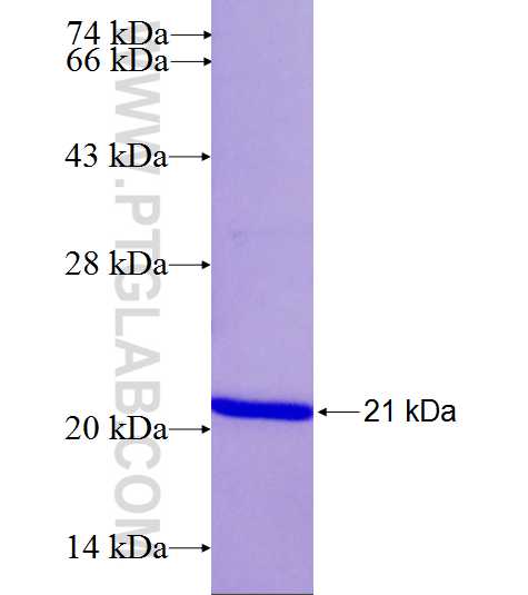 PSMD8 fusion protein Ag26603 SDS-PAGE