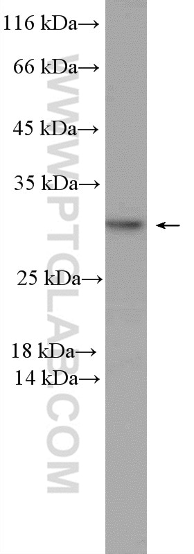 Western Blot (WB) analysis of A549 cells using PSMD9 Polyclonal antibody (26922-1-AP)