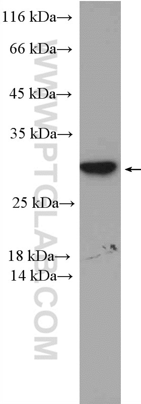 Western Blot (WB) analysis of MCF-7 cells using PSMD9 Polyclonal antibody (26922-1-AP)