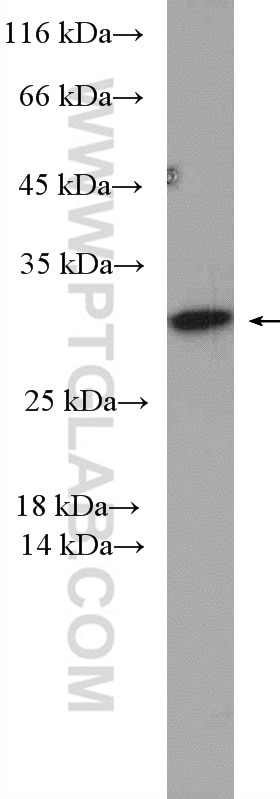 Western Blot (WB) analysis of HepG2 cells using PSMD9 Polyclonal antibody (26922-1-AP)