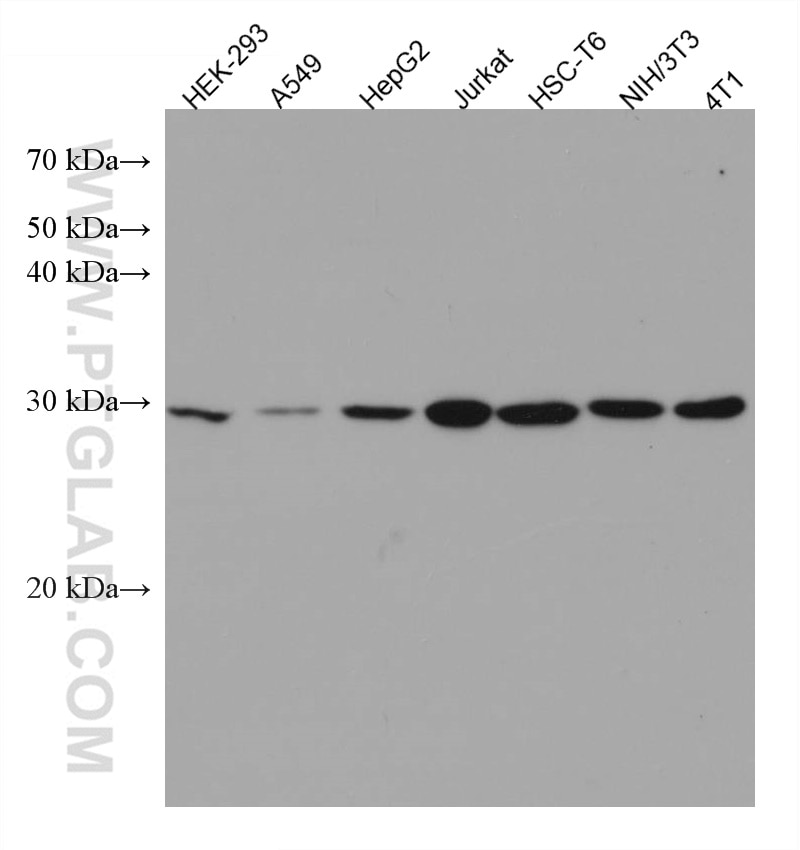 Western Blot (WB) analysis of various lysates using PSMD9 Monoclonal antibody (67338-1-Ig)