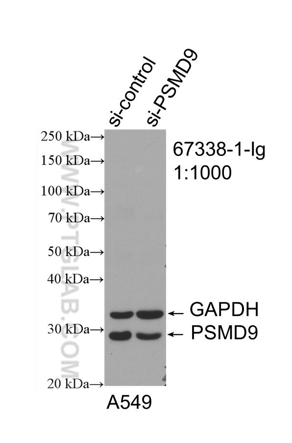 Western Blot (WB) analysis of A549 cells using PSMD9 Monoclonal antibody (67338-1-Ig)