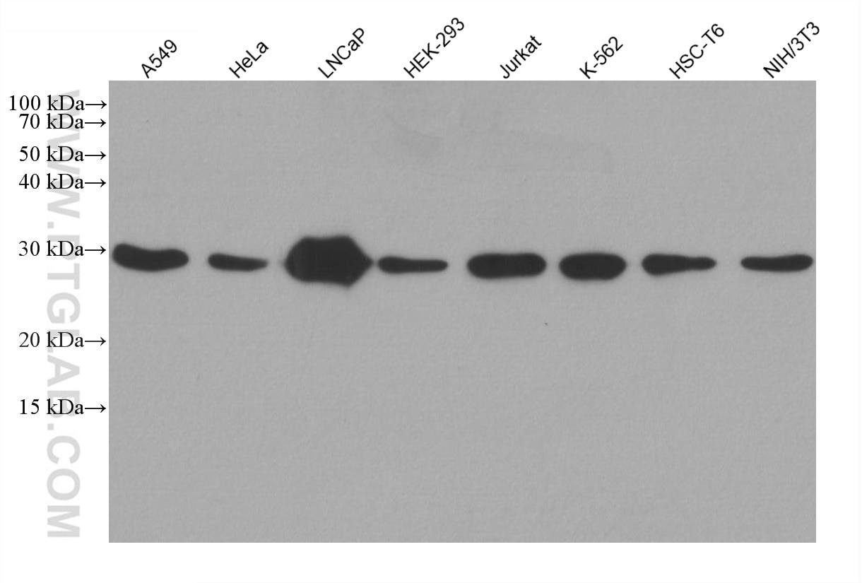 Western Blot (WB) analysis of various lysates using PSMD9 Monoclonal antibody (67338-1-Ig)