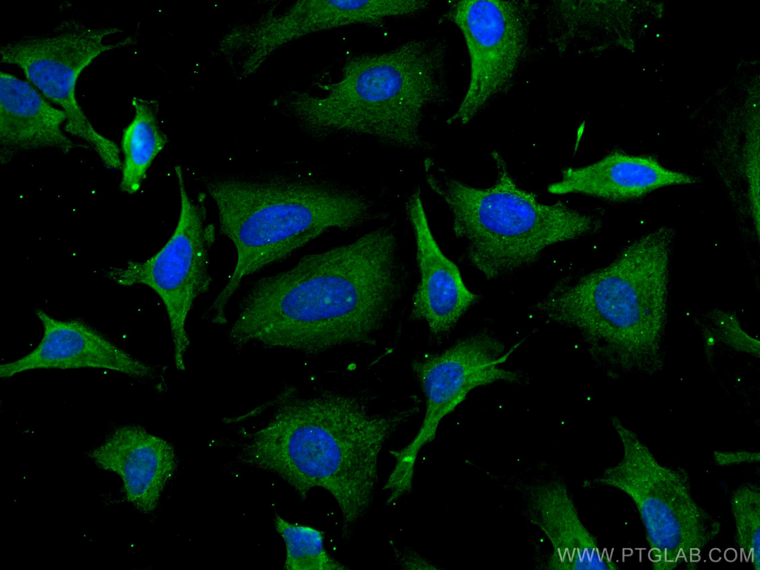 Immunofluorescence (IF) / fluorescent staining of HeLa cells using CoraLite® Plus 488-conjugated PSMD9 Monoclonal ant (CL488-67338)