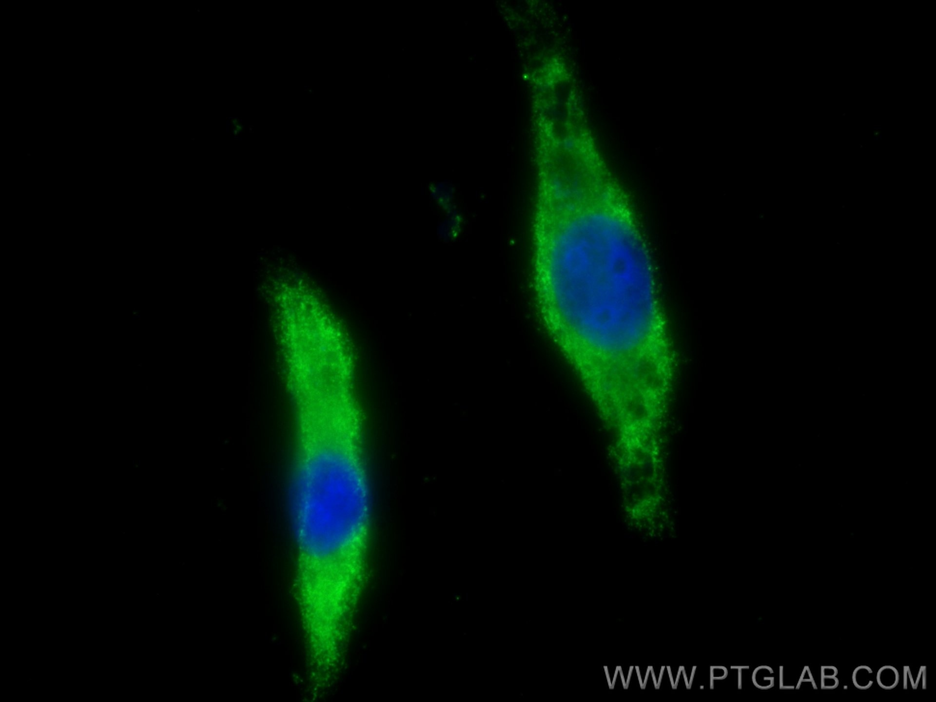 Immunofluorescence (IF) / fluorescent staining of U2OS cells using CoraLite® Plus 488-conjugated PSMD9 Monoclonal ant (CL488-67338)