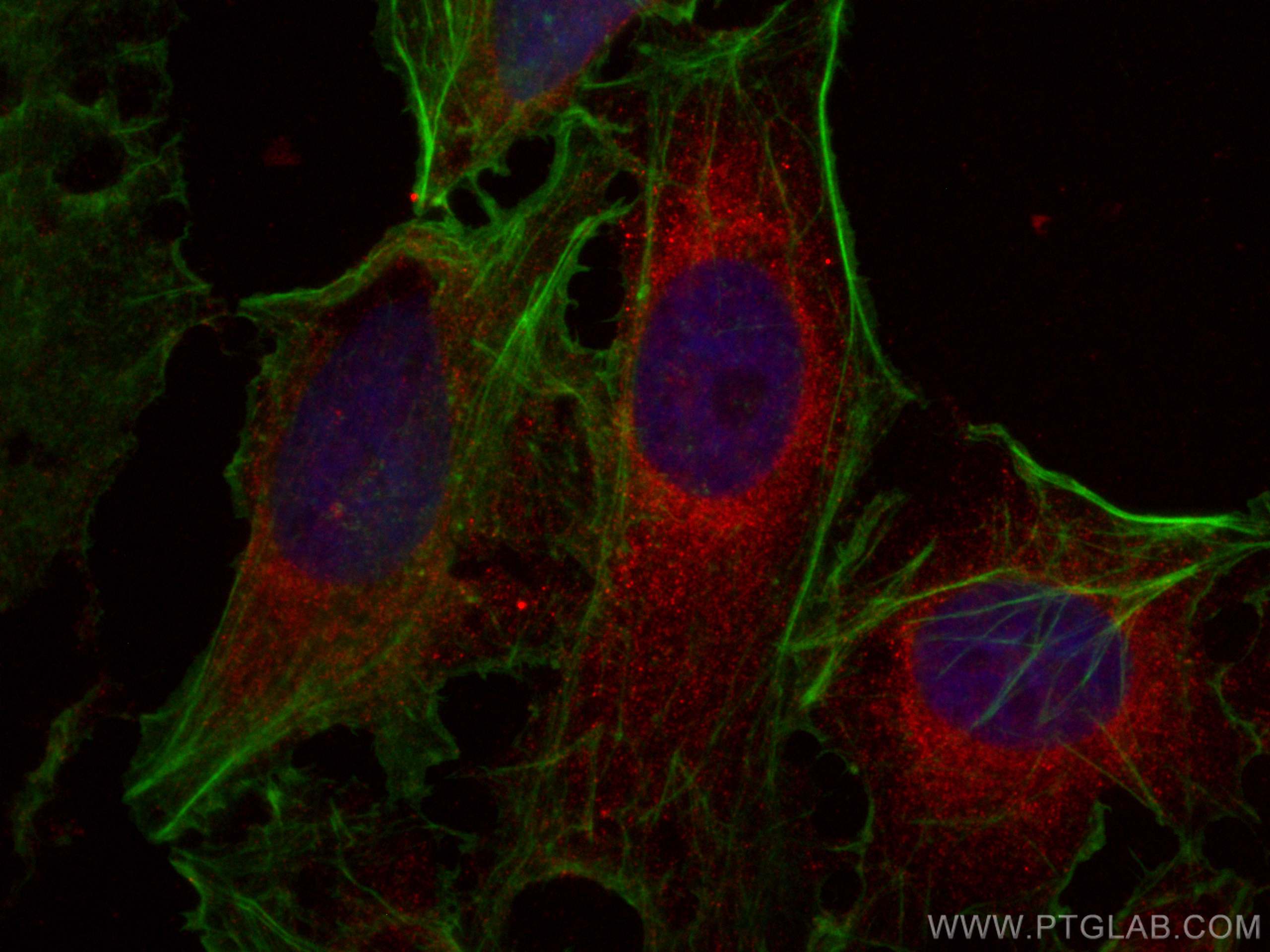 IF Staining of U2OS using CL594-67338