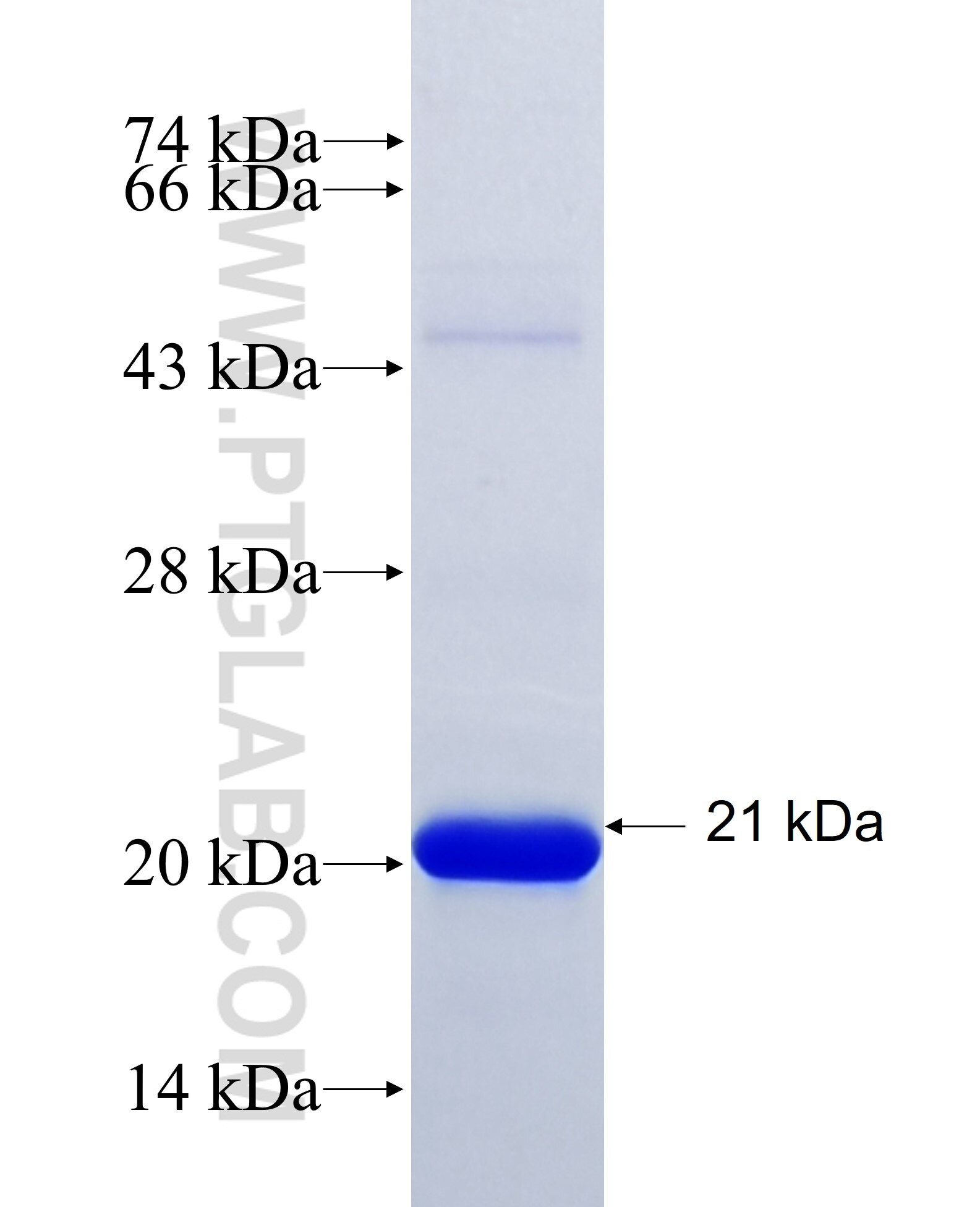 PSMD9 fusion protein Ag25654 SDS-PAGE