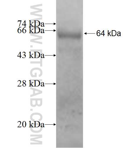 PSMD9 fusion protein Ag0846 SDS-PAGE