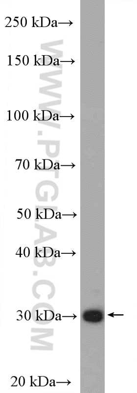 Western Blot (WB) analysis of A431 cells using PSME1 Polyclonal antibody (10543-1-AP)