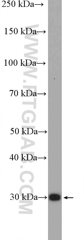 Western Blot (WB) analysis of RAW 264.7 cells using PSME1 Polyclonal antibody (10543-1-AP)