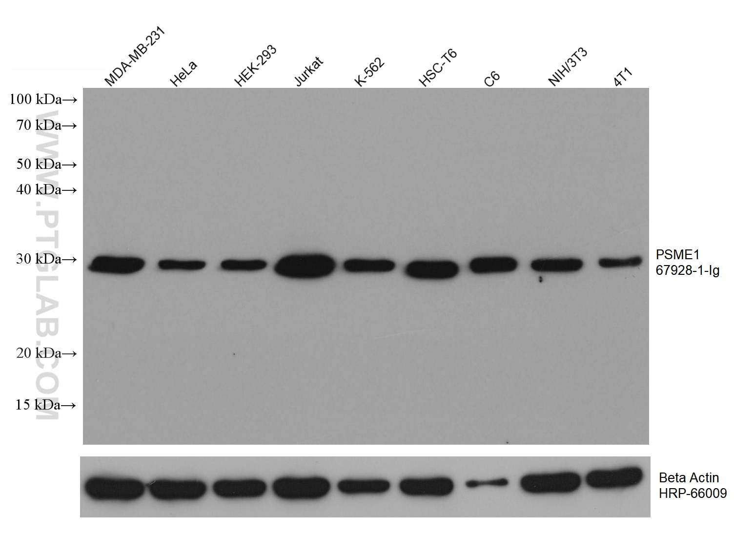 Western Blot (WB) analysis of various lysates using PSME1 Monoclonal antibody (67928-1-Ig)