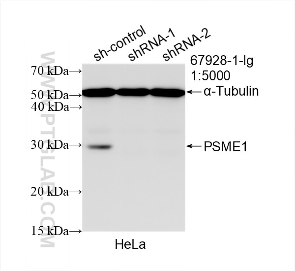 Western Blot (WB) analysis of HeLa cells using PSME1 Monoclonal antibody (67928-1-Ig)