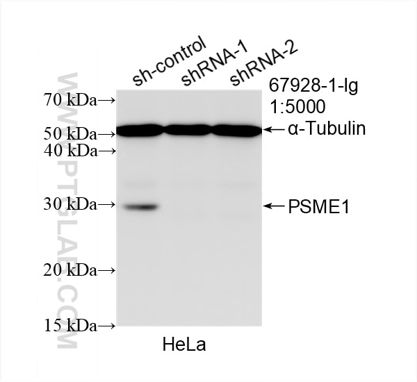 Western Blot (WB) analysis of HeLa cells using PSME1 Monoclonal antibody (67928-1-Ig)