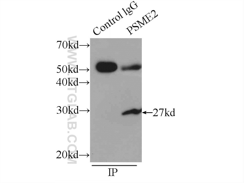Immunoprecipitation (IP) experiment of MCF-7 cells using PSME2 Polyclonal antibody (12937-2-AP)