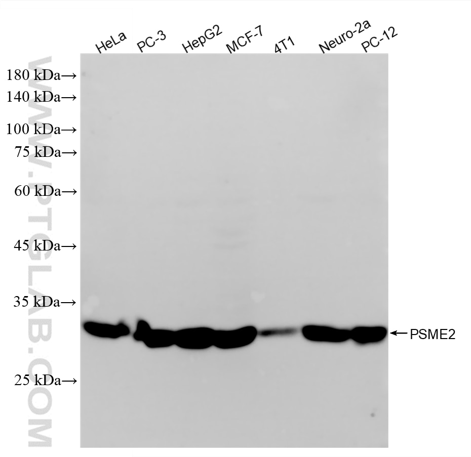 WB analysis using 87958-1-RR (same clone as 87958-1-PBS) Western Blot (WB) analysis of various lysates using PSME2 Recombinant monoclonal antibody (87958-1-RR)