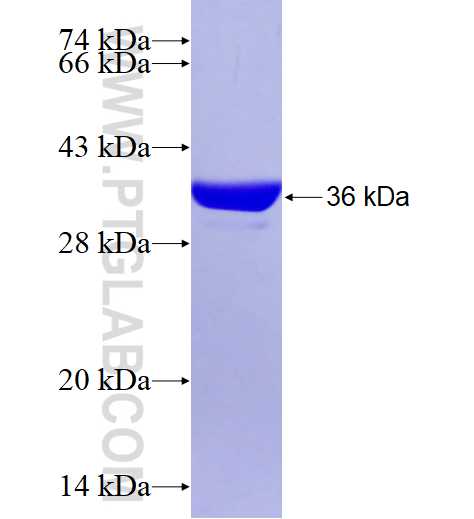 PSME2 fusion protein Ag3986 SDS-PAGE