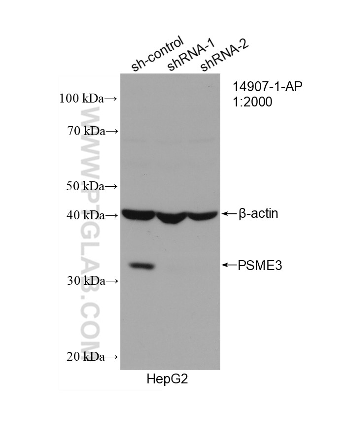 Western Blot (WB) analysis of HepG2 cells using PSME3 Polyclonal antibody (14907-1-AP)