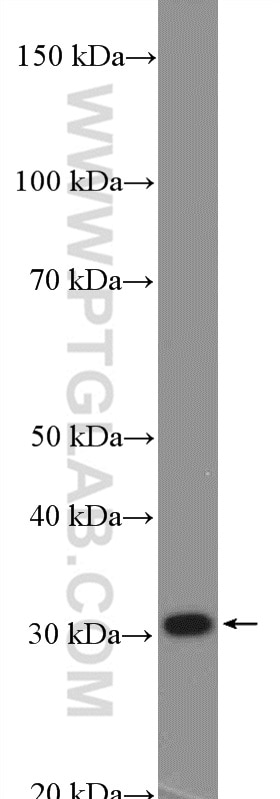 Western Blot (WB) analysis of mouse spleen tissue using PSME3 Polyclonal antibody (14907-1-AP)