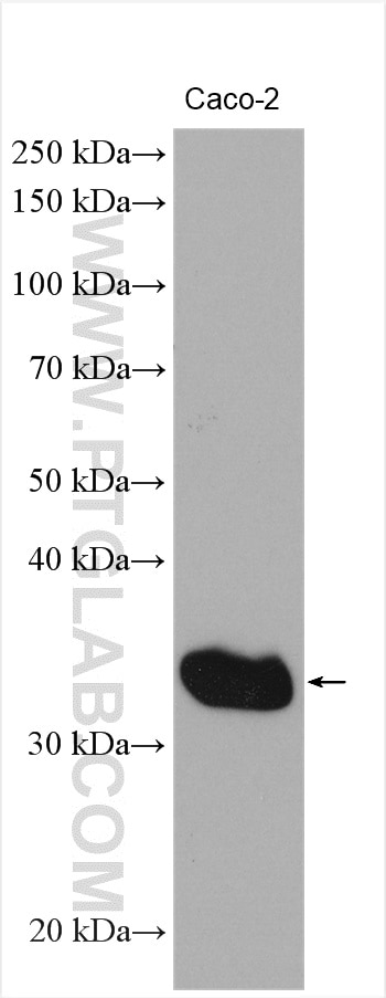 Western Blot (WB) analysis of Caco-2 cells using PSME3 Polyclonal antibody (30009-1-AP)