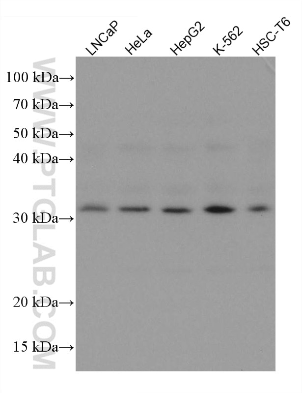 Western Blot (WB) analysis of various lysates using PSME3 Monoclonal antibody (67629-1-Ig)