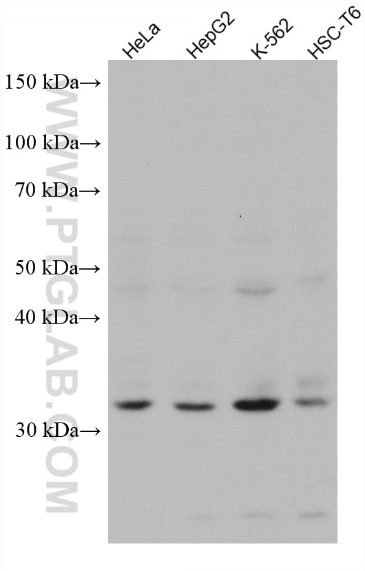Western Blot (WB) analysis of various lysates using PSME3 Monoclonal antibody (67629-1-Ig)