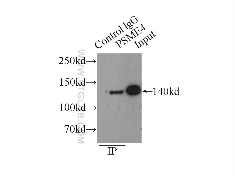 Immunoprecipitation (IP) experiment of HEK-293 cells using PSME4 Polyclonal antibody (18799-1-AP)