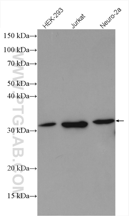 Western Blot (WB) analysis of various lysates using PSMF1 Polyclonal antibody (12941-1-AP)