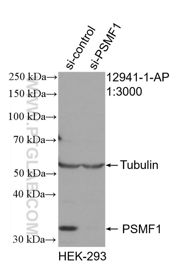 Western Blot (WB) analysis of HEK-293 cells using PSMF1 Polyclonal antibody (12941-1-AP)