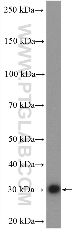 Western Blot (WB) analysis of HepG2 cells using PSMG1 Polyclonal antibody (10335-1-AP)