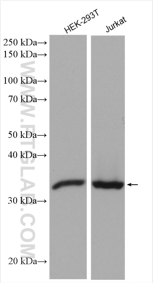 Western Blot (WB) analysis of various lysates using PSMG1 Polyclonal antibody (10335-1-AP)