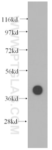 Western Blot (WB) analysis of Jurkat cells using PSMG1 Monoclonal antibody (60048-1-Ig)