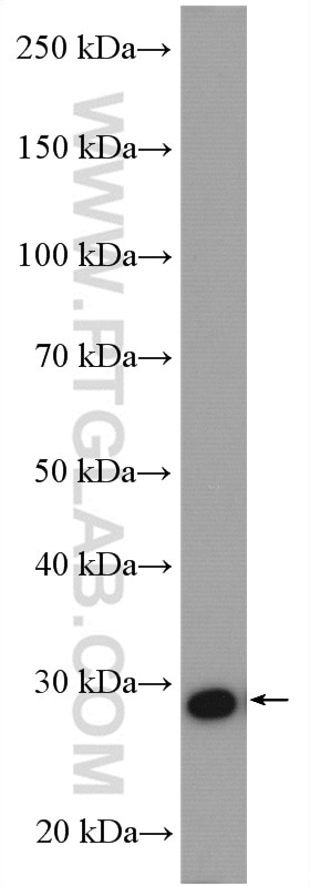 Western Blot (WB) analysis of HepG2 cells using PSMG2 Polyclonal antibody (10959-1-AP)