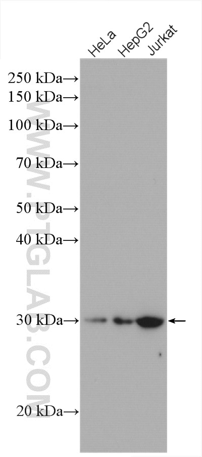 Western Blot (WB) analysis of various lysates using PSMG2 Polyclonal antibody (10959-1-AP)