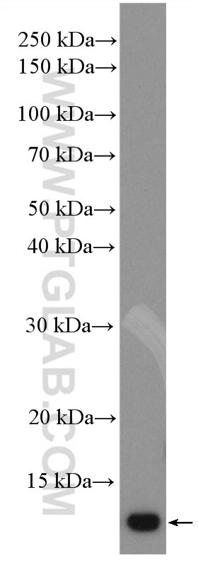 Western Blot (WB) analysis of HeLa cells using PSMG3 Polyclonal antibody (15601-1-AP)