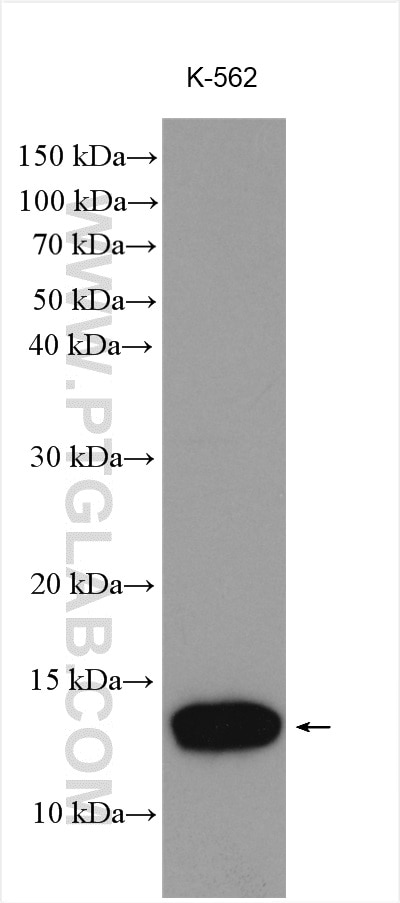 Western Blot (WB) analysis of various lysates using PSMG3 Polyclonal antibody (15601-1-AP)