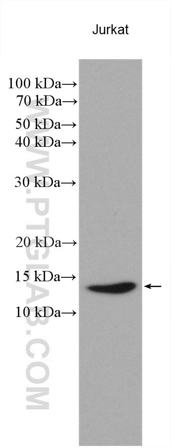 Western Blot (WB) analysis of various lysates using PSMG3 Polyclonal antibody (15601-1-AP)