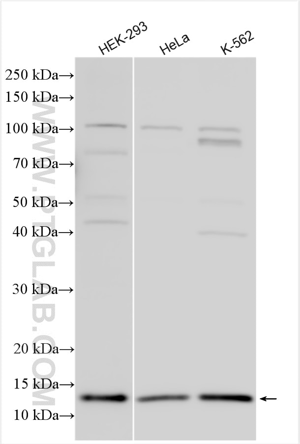 Western Blot (WB) analysis of various lysates using PSMG3 Polyclonal antibody (15601-1-AP)
