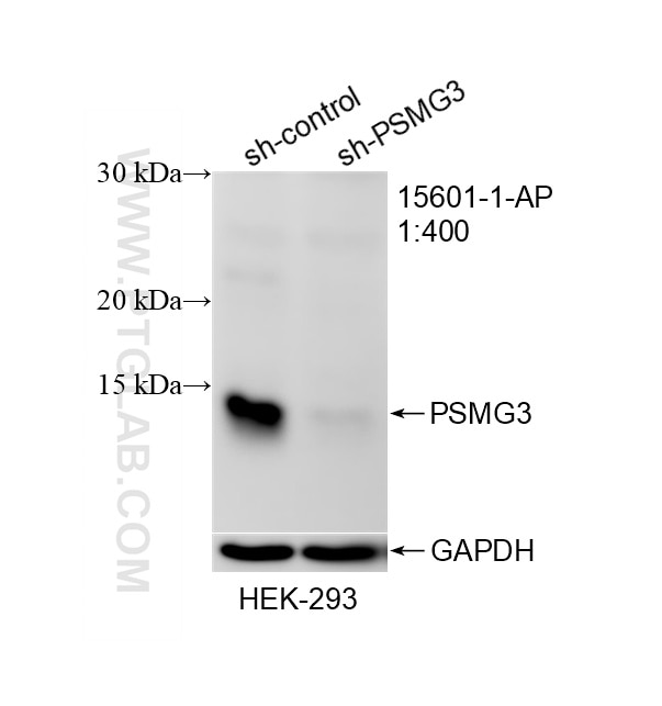 Western Blot (WB) analysis of HEK-293 cells using PSMG3 Polyclonal antibody (15601-1-AP)