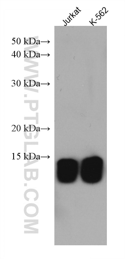 Western Blot (WB) analysis of various lysates using PSMG3 Monoclonal antibody (67466-1-Ig)