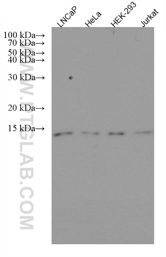 Western Blot (WB) analysis of various lysates using PSMG3 Monoclonal antibody (67466-1-Ig)