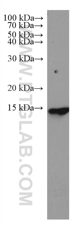 Western Blot (WB) analysis of K-562 cells using PSMG3 Monoclonal antibody (67466-1-Ig)