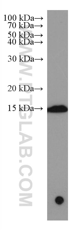 Western Blot (WB) analysis of HL-60 cells using PSMG3 Monoclonal antibody (67466-1-Ig)
