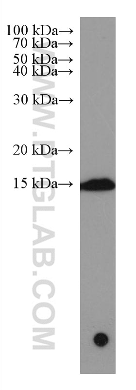 WB analysis of HL-60 using 67466-1-Ig